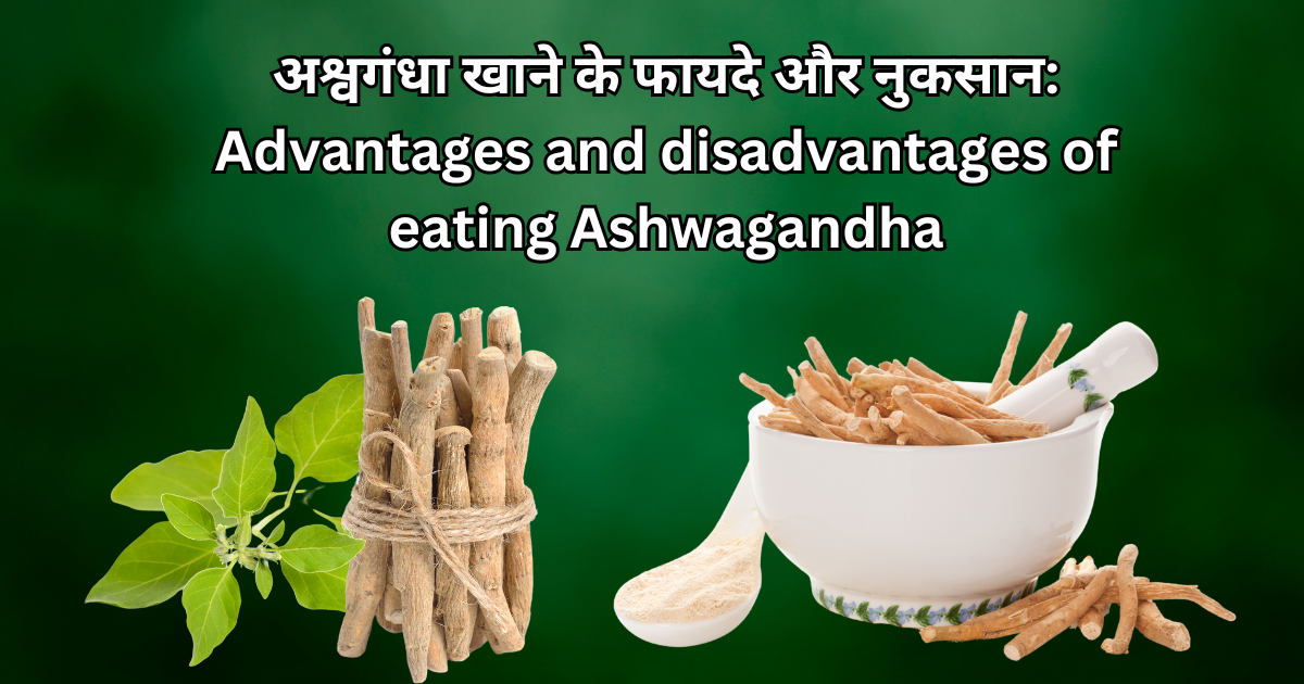 अश्वगंधा खाने के फायदे और नुकसान Advantages and disadvantages of eating Ashwagandha